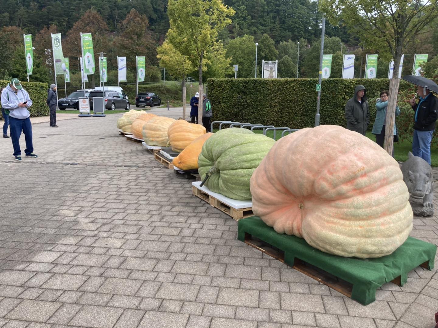 Un agricultor german și-a recoltat dovleacul de peste o jumătate de tonă cu macaraua