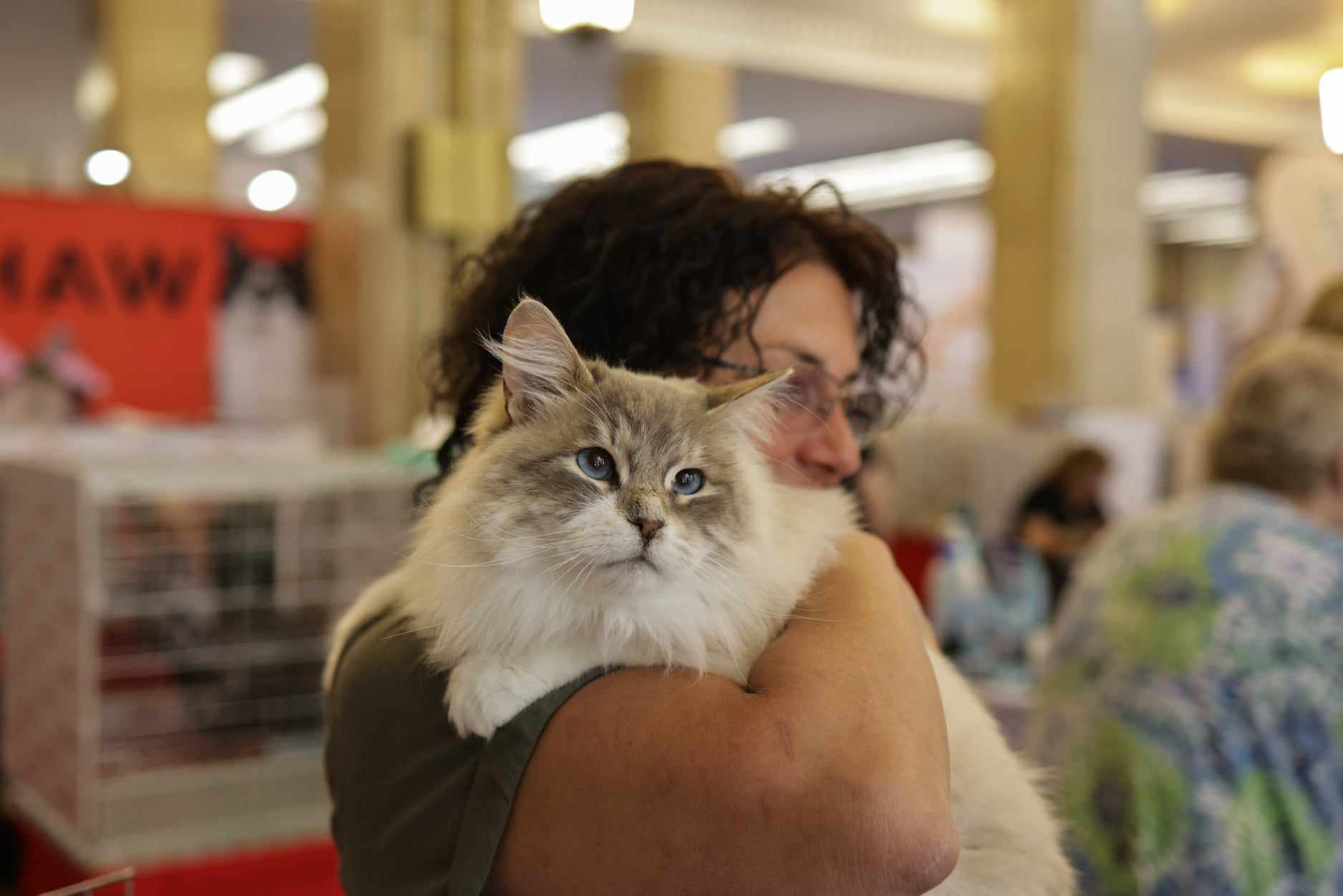 Nordri, câştigătorul cupei europene feline 2024, un superb motan alb din rasa Norvegian de Pădure, poate fi admirat la SofistiCAT, la Sala Palatului