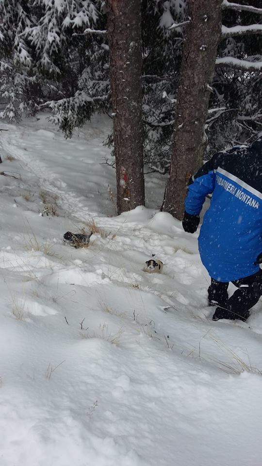 IMAGINI EMOȚIONANTE | Căței îngropați în zăpadă, salvați de jandarmii montani din Gorj. Cum a reacționat mama cățelușilor