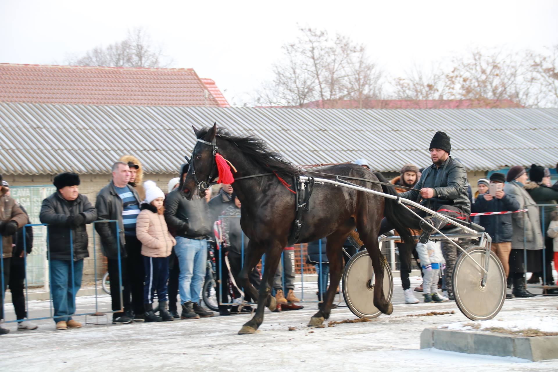 REPORTAJ: Localnicii din orașul lui Nea Mărin şi-au botezat caii pentru a-i feri de boli. Imagini superbe cu cei mai frumoși cai/ GALERIE FOTO