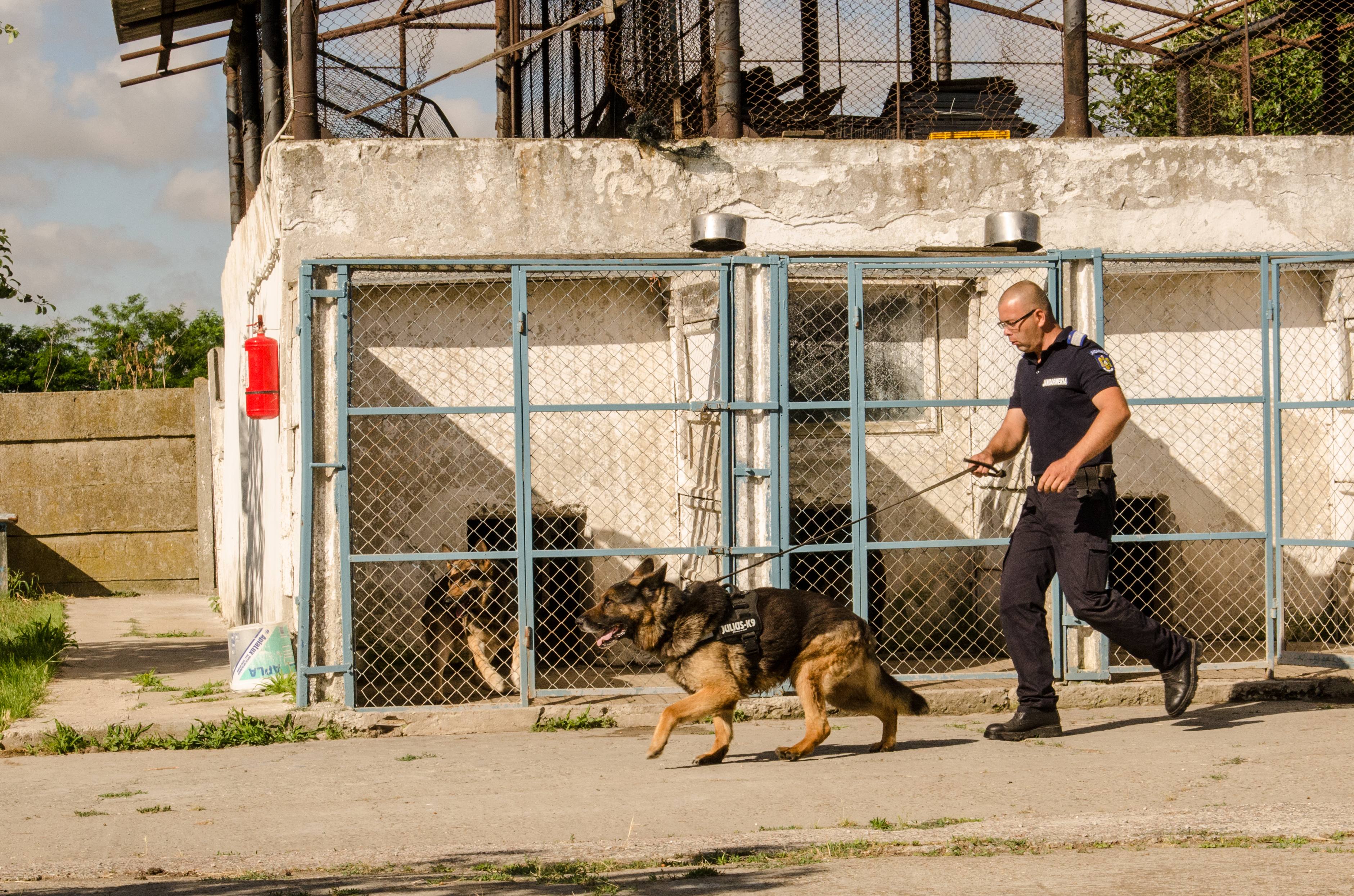 REPORTAJ/ Jandarmul Marius și câinele Mabanu, o prietenie mai presus de meserie. Deși a fost pensionat, ciobănescul german rămane cu plutonierul major/ (Foto&Video)