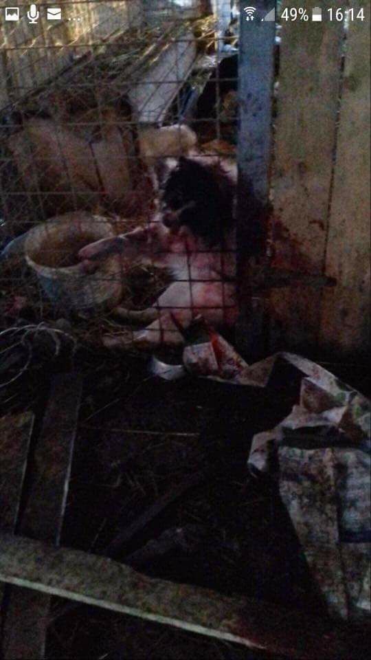 Câinii de la un adăpost de lângă Caracal sunt ținuți în condiții dure