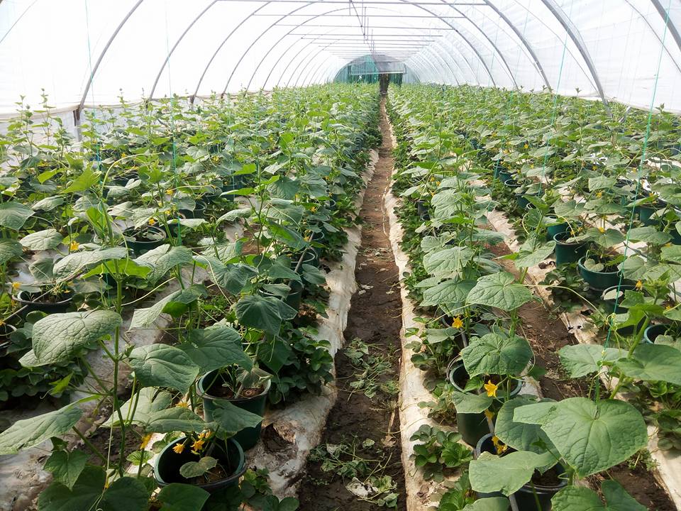 VIDEO EXCLUSIV/Au muncit din greu în Anglia, dar au venit acasă să facă agricultură. Șapte olteni au reînviat C.A.P.-ul!