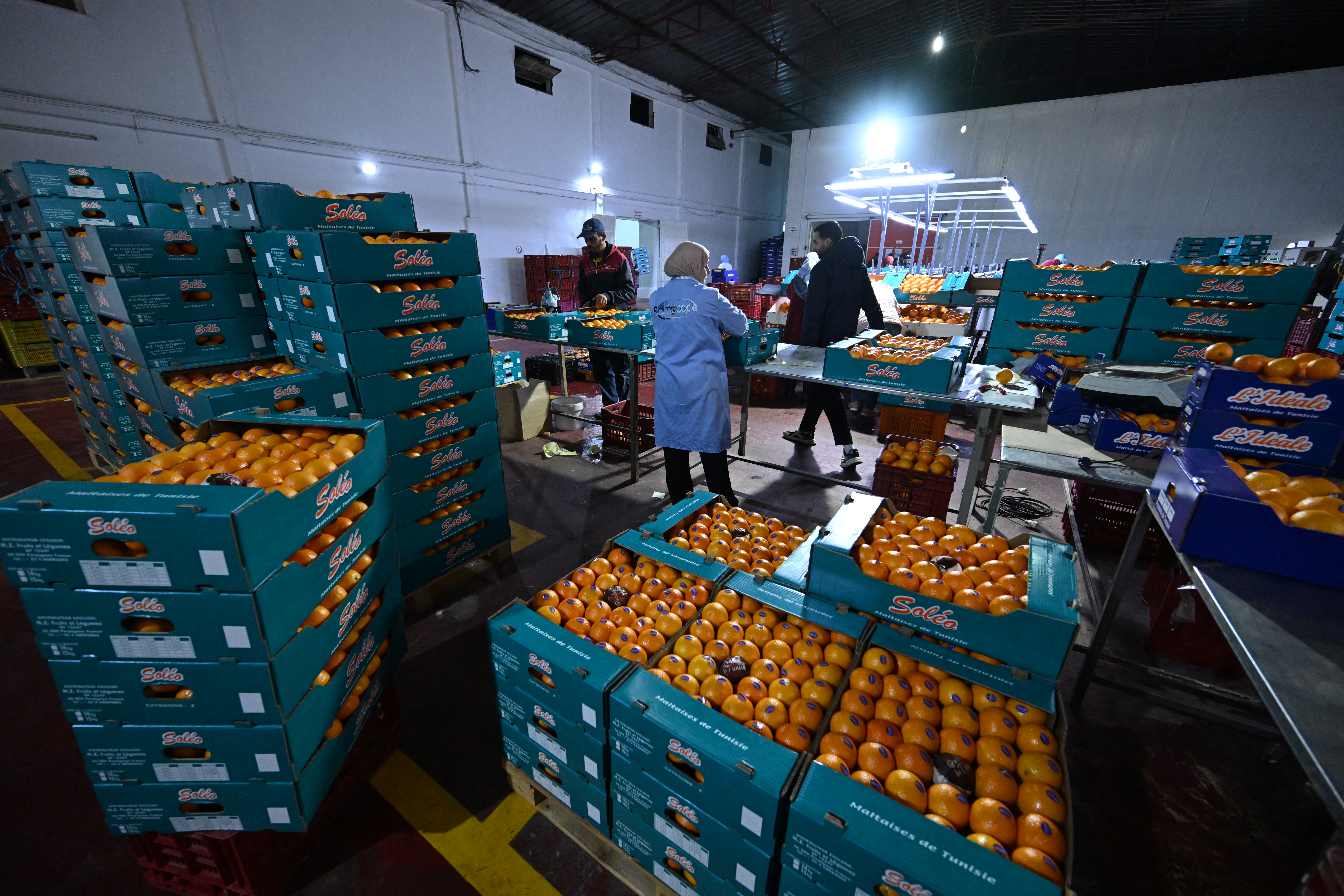 Global fruit demand rises as Tunisia’s exports break into 23 global markets with over $15m in revenue