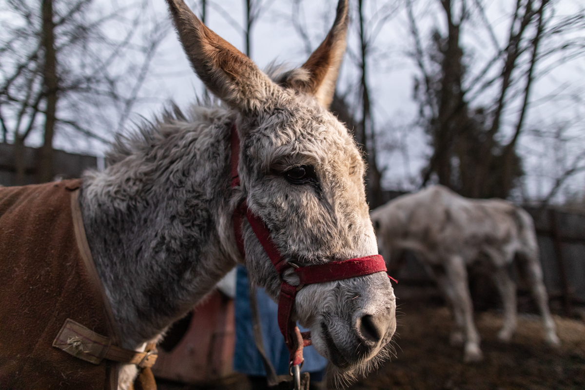 REPORTAJ. În loc de reni, Moș Crăciun a venit anul acesta cu o caravană salvatoare pentru iepe, măgărițe, câini și pisici