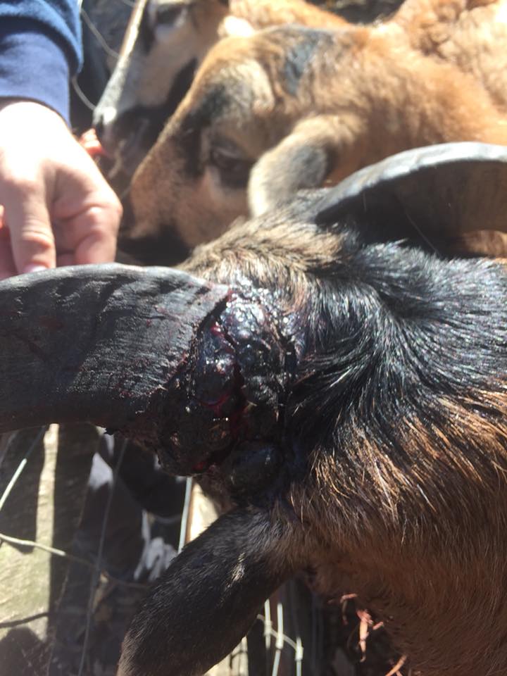 FOTO&VIDEO| Animale bolnave la Grădina Zoologică din Timișoara. O femeie vrea să facă plângere la DSV