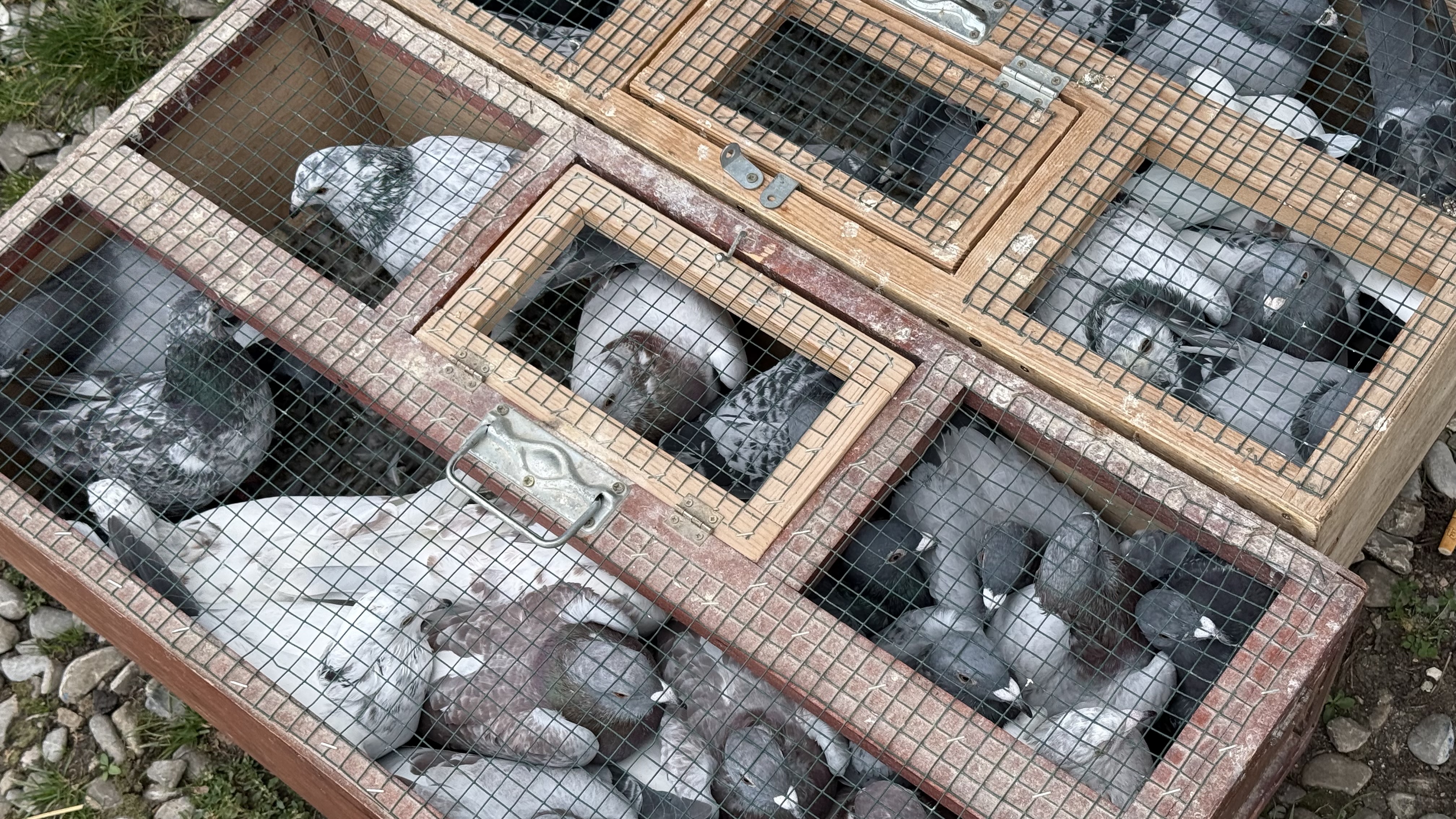 Concurs columbofili - Bănești, județul Prahova
