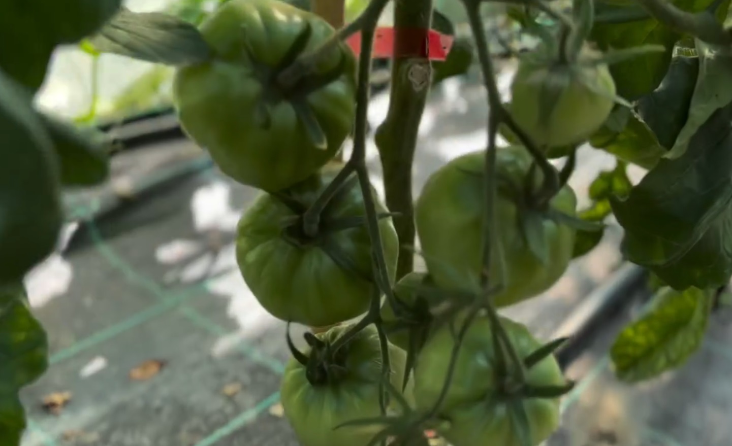 Ce a pățit Dragoș Bucur cu castraveții și roșiile plantate în solar. De dimineață a început munca în grădină: „Este foarte frumos”