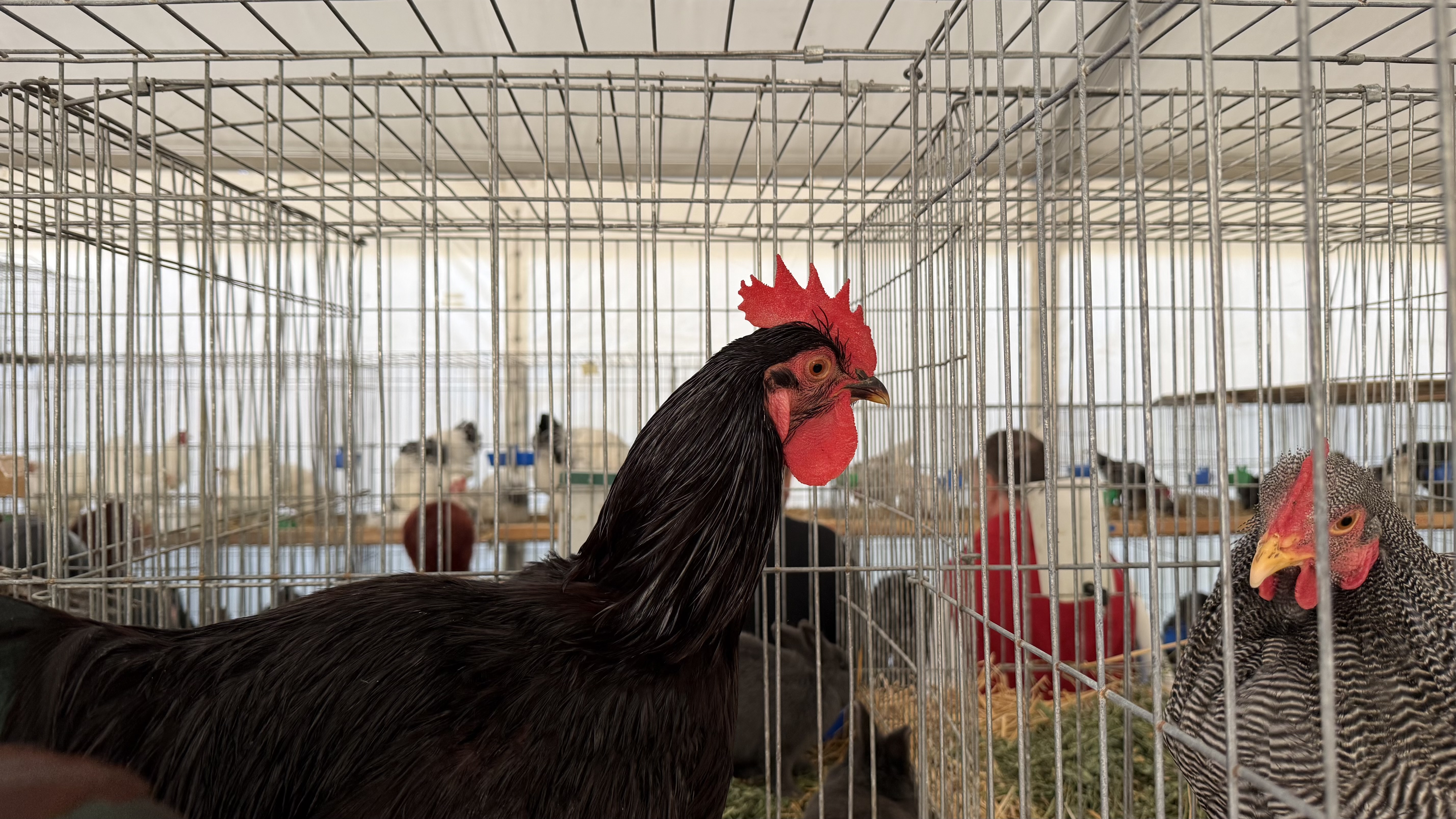 „Vaca mea produce peste 50 de litri pe zi. O iubim ca pe un membru al familiei”. Cum arată o zi de weekend la Indagra, cel mai mare eveniment agricol din România