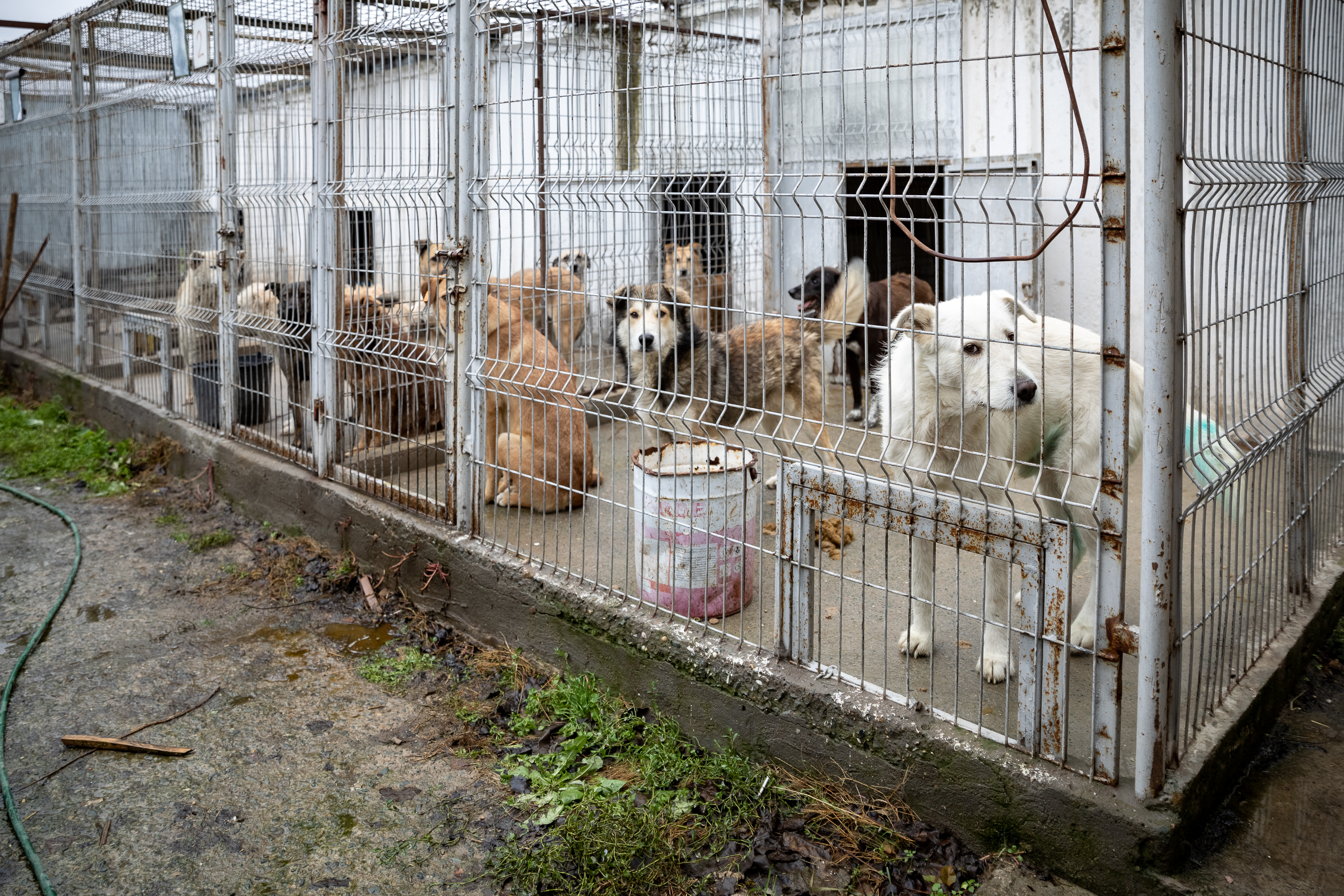 Poliţia Animalelor a împlinit un an. Peste o mie de animale salvate, zeci de dosare penale și 15 persoane arestate