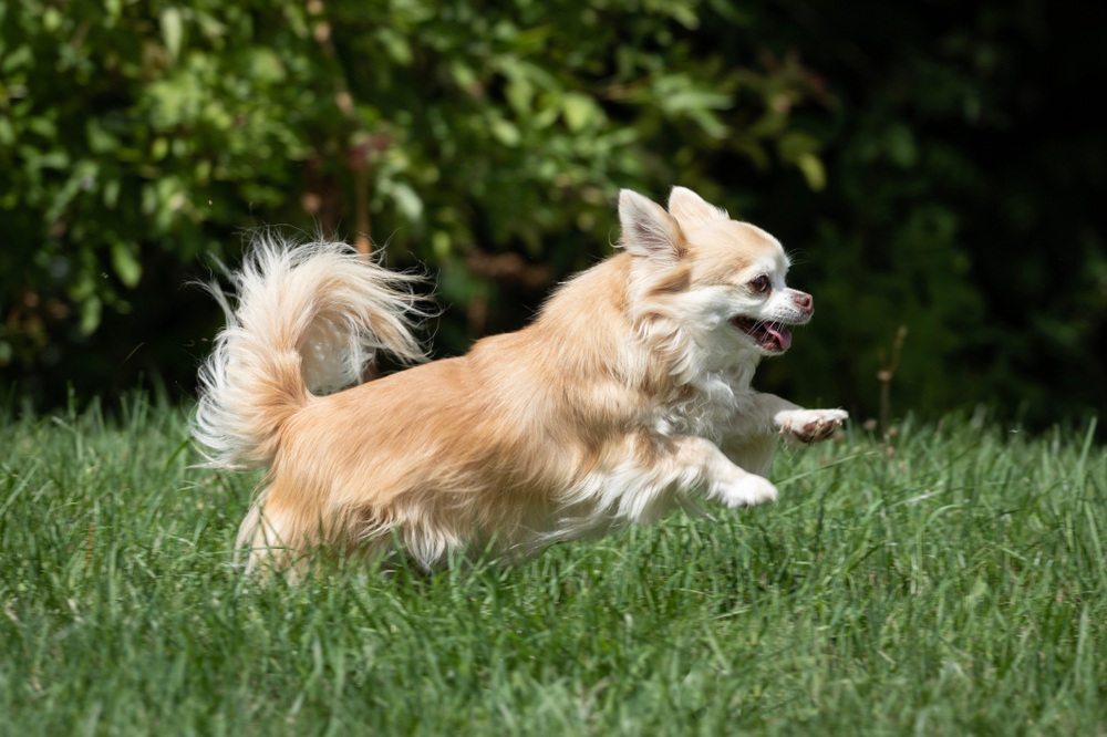 Chihuahua - Personalitate și caracteristici. Cum se dresează cel mai mic câine din lume
