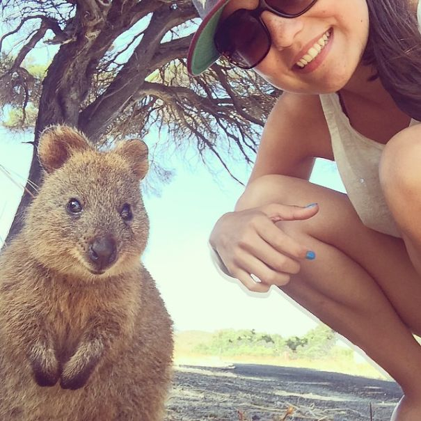 Pasagerii unei nave de croazieră, băgați în carantină cu quokka, supranumite cele mai fericite animale din lume