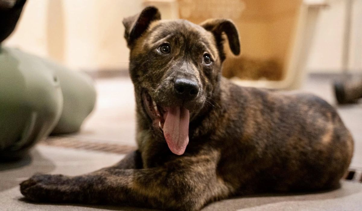 Un pui de lup orfan și un câine abandonat sunt de neseparat. Povestea unei prietenii neașteptate