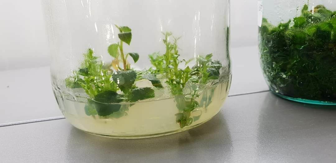 Românul care cultivă un milion de plante in vitro pe an: “Se întorc oamenii de afară. De ce să muncească pe plantația altuia pe o mie de euro, când poate lua 30 de mii pe a lui?”