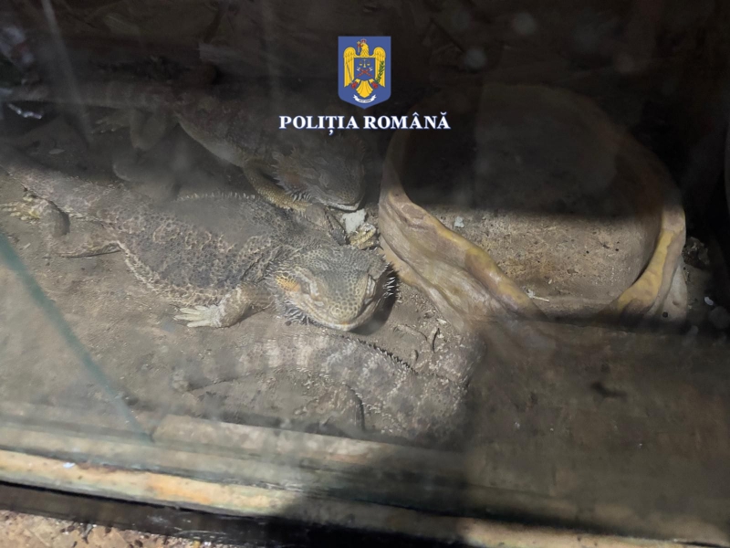 Șerpărie în casa unui bărbat din Olt: acesta creștea șerpi la domiciliu, pe care îi hrănea cu animale vii