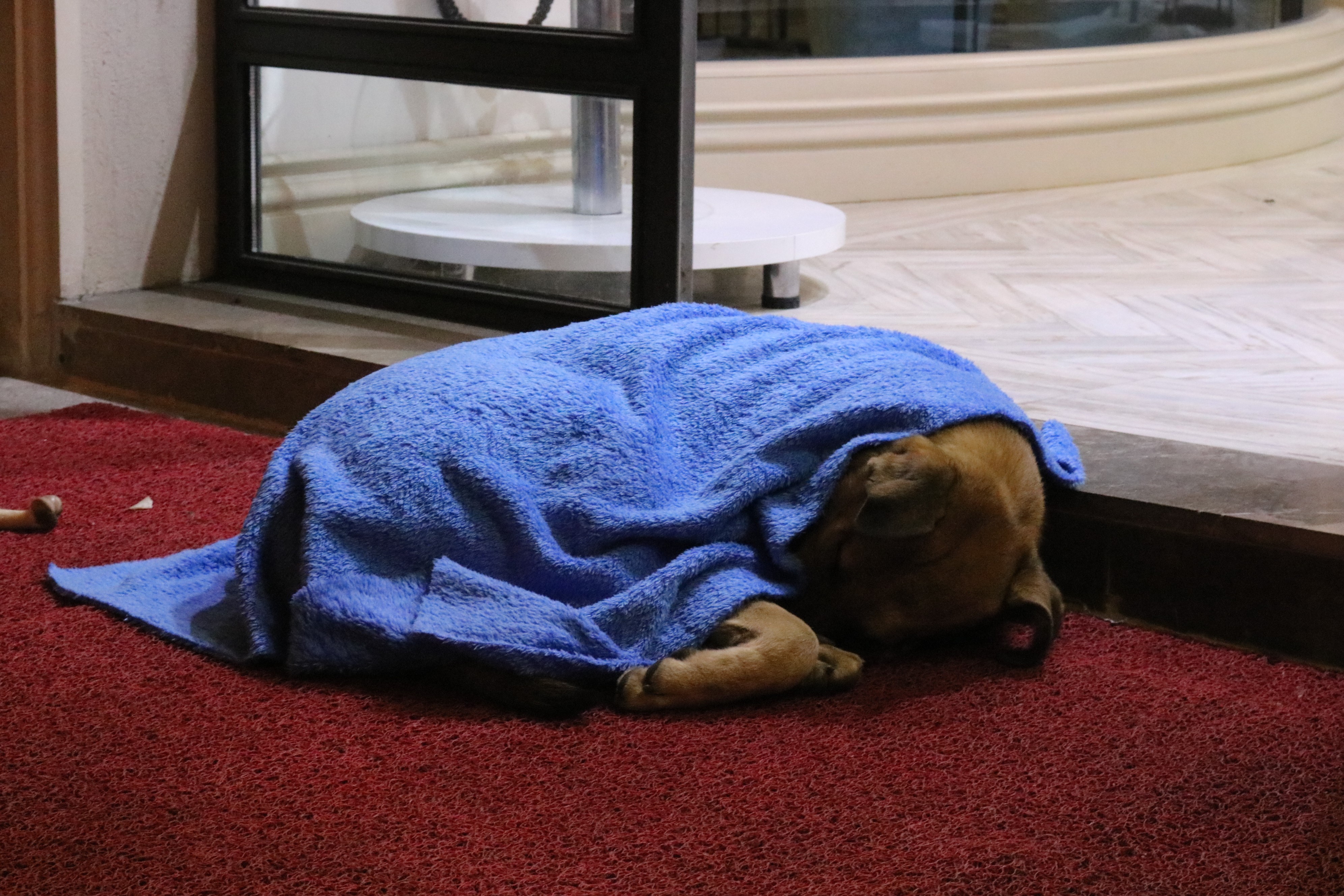 FOTO | Un medic stomatolog învelește cu pături animalele de pe stradă pentru ca ele nu moară de frig