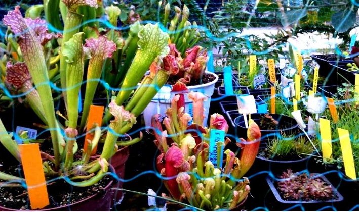 Grădina cu ciudăţenii! Colecționează plante carnivore | GALERIE FOTO