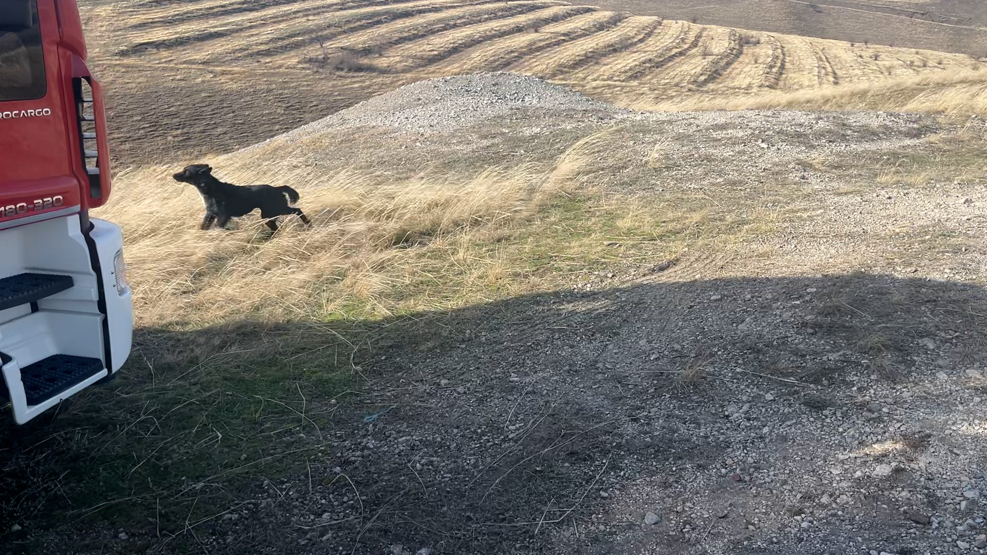 Un câine căzut într-o groapă de 30 de metri a fost salvat după trei zile de pompierii din Tulcea. VIDEO