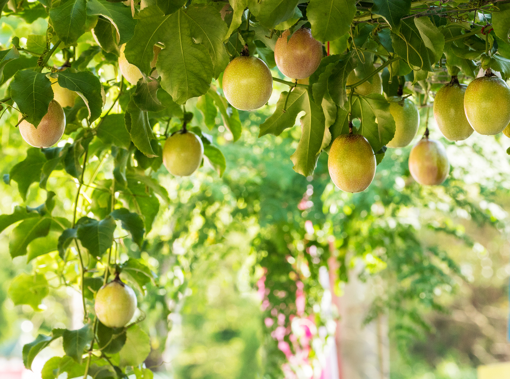 Fructul pasiunii - cum se mănâncă și ce gust are. Ce legătură are cu Granadilla