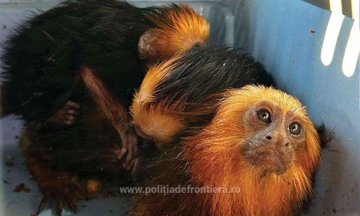 Polițiștii de la Vama Moravița au găsit patru maimuțe în mașina unei ucrainence. Șoferița le-a spus că le-a moștenit