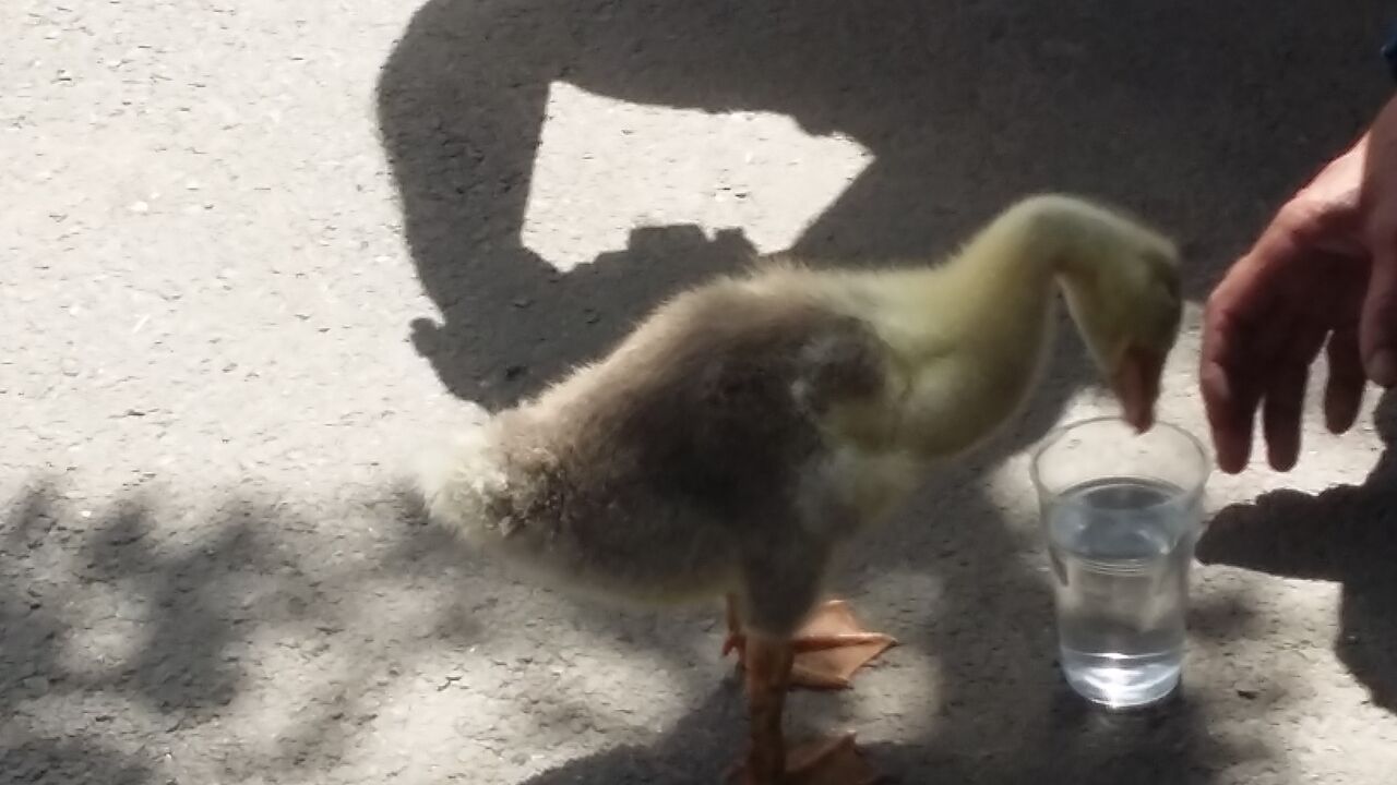 Boci Boci, rața animal de companie din Galați, scoasă la plimbare în ciuda caniculei de afară GALERIE FOTO