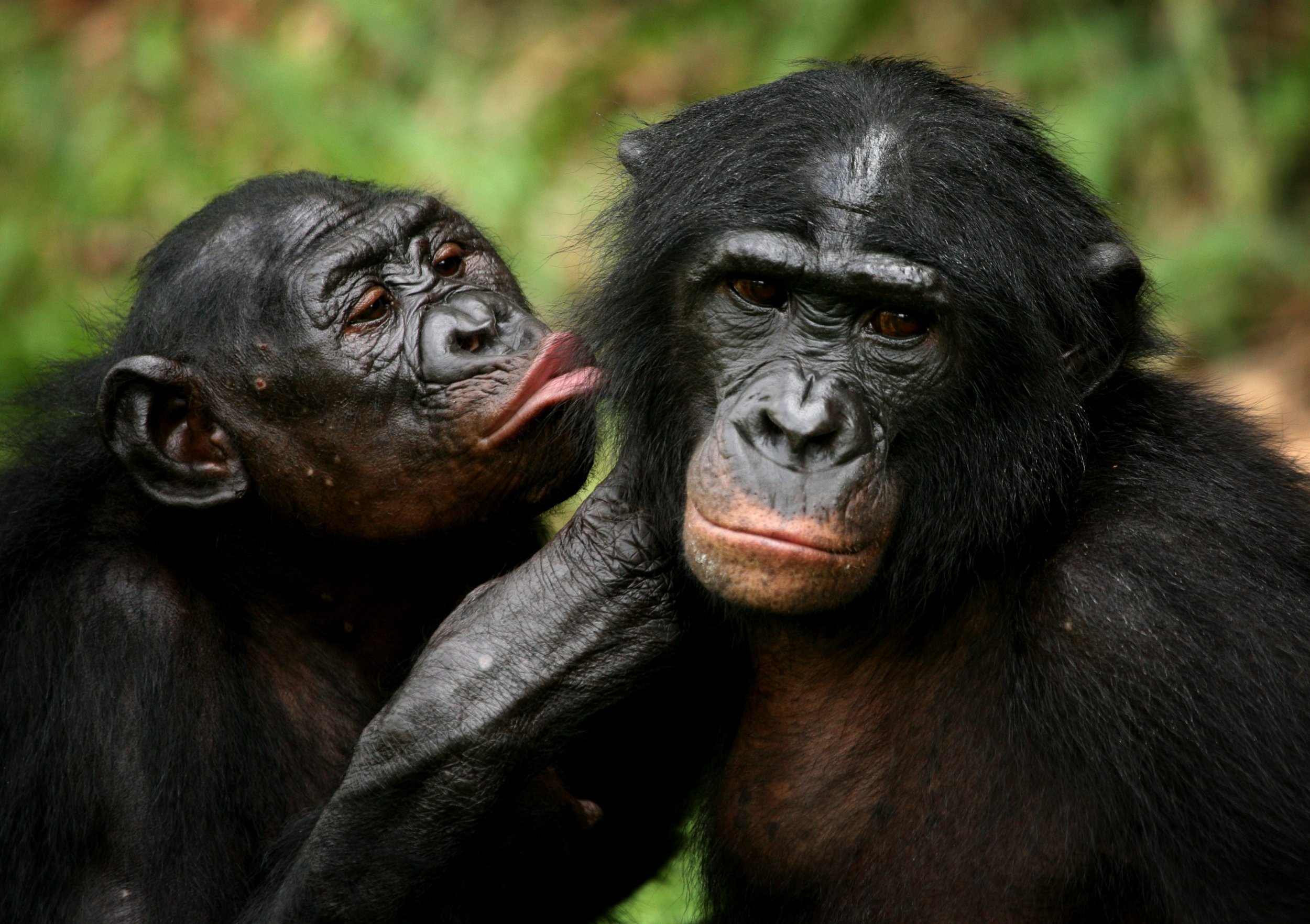 Bonobos [Newsweek]