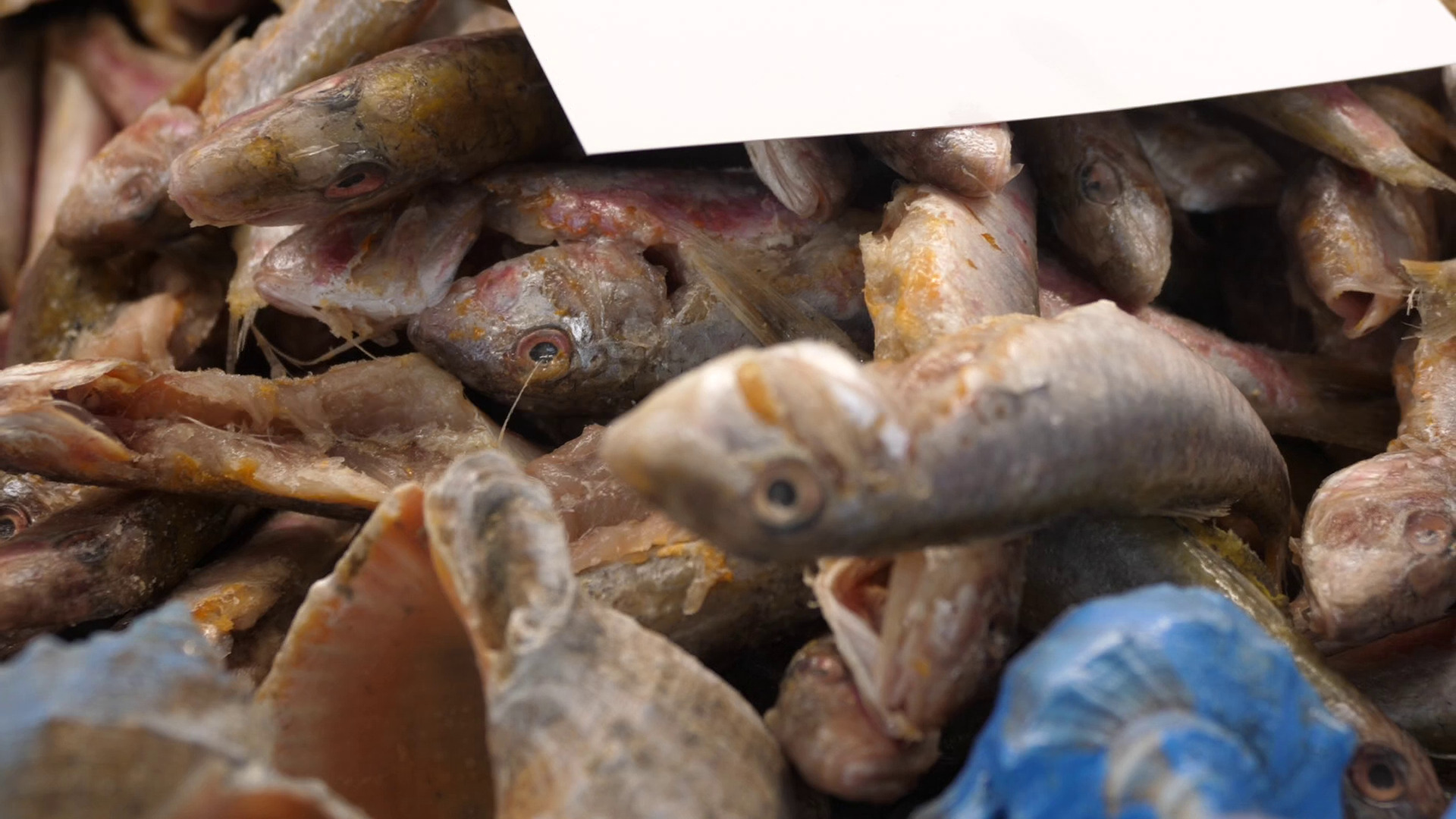 REPORTAJ. Târg pescăresc în curtea Ministerului Agriculturii. Petre Daea, în mijlocul acțiunii: „Românii să mănânce mai mult pește decât cormoranii”