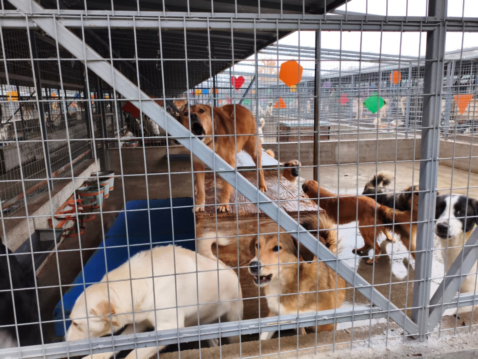 Orașul câinilor. Localitatea din România care a ajuns să găzduiască cel mai mare adăpost din lume dedicat animalelor fără stăpân
