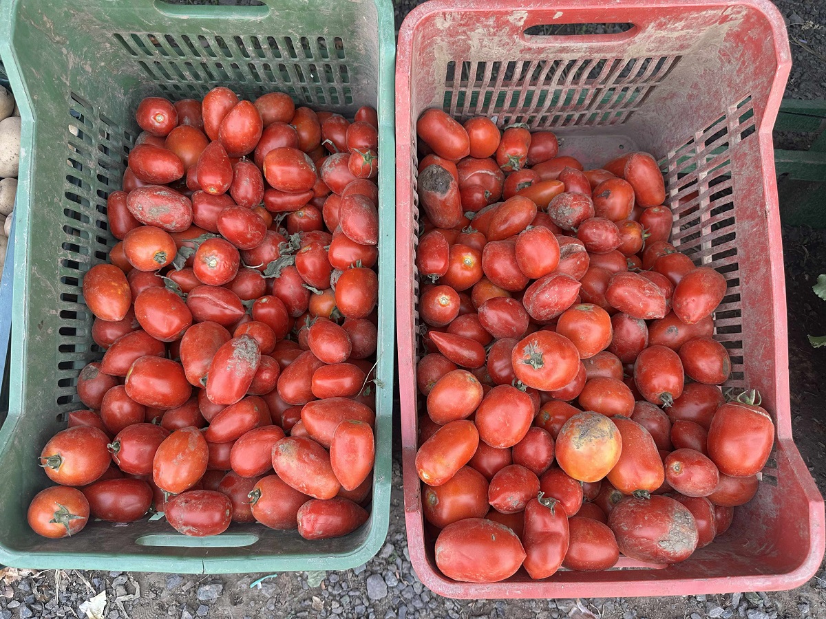 Cât costă un kilogram de roșii la producătorii din Delta Dunării. Le cultivă pe câmpul pe care îl irigă și le vând la tarabă, pe marginea șoselei