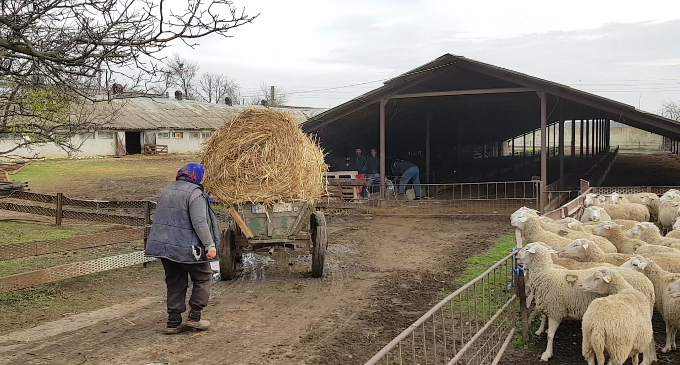 VIDEO/ Miorița s-a născut la malul mării. Cum arată oaia Prolific, creată la Institutul de la Palas