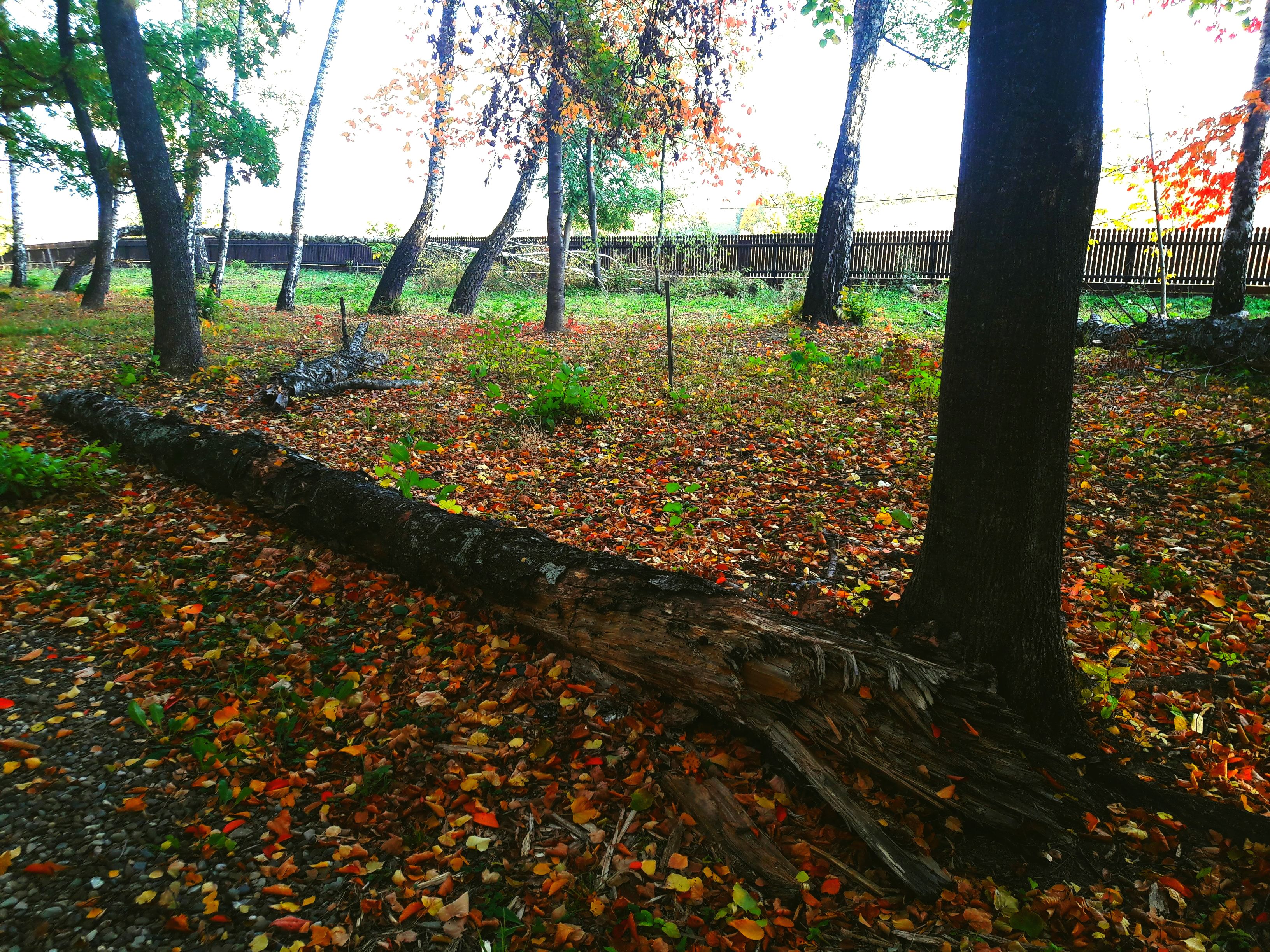 Fotografii prin lumea lui Mihai Eminescu. Toamna colorează spectaculos ”Codrii de aramă” și ”Pădurea de argint”