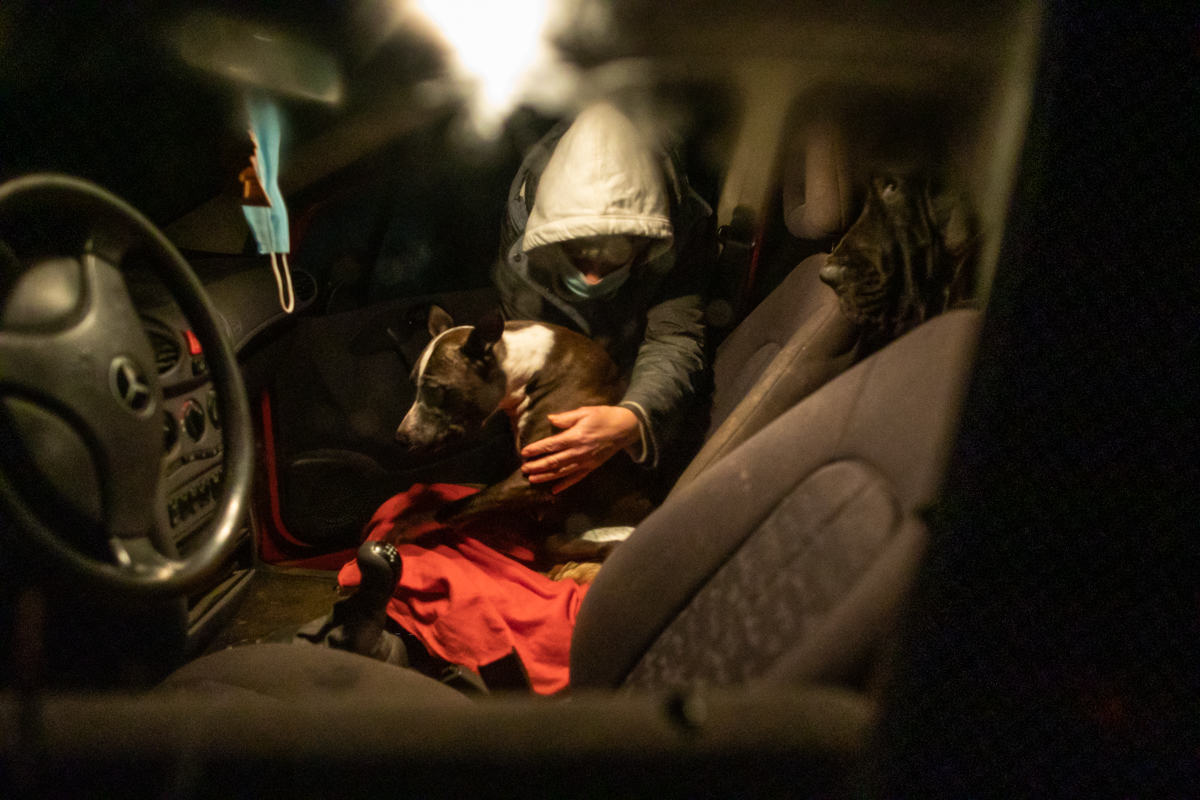REPORTAJ. În loc de reni, Moș Crăciun a venit anul acesta cu o caravană salvatoare pentru iepe, măgărițe, câini și pisici