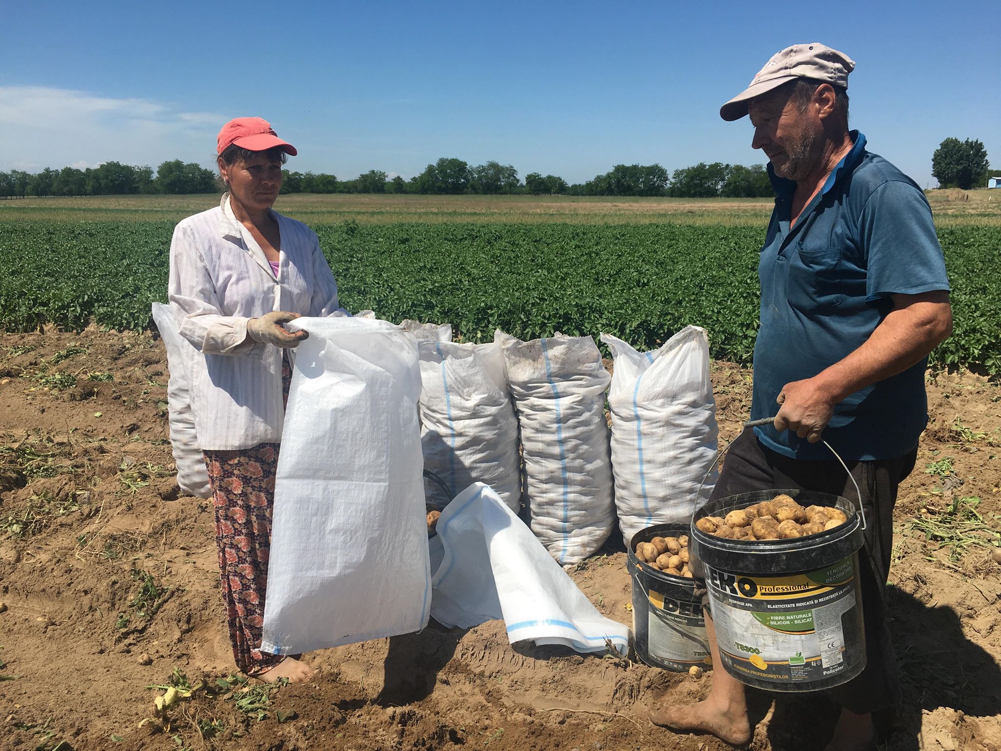 REPORTAJ/ Cartoful timpuriu din Călărași de Dolj a ajuns deja pe mesele europenilor. ”Producția noastră e mai mult decât bio, că băgăm bălegar”