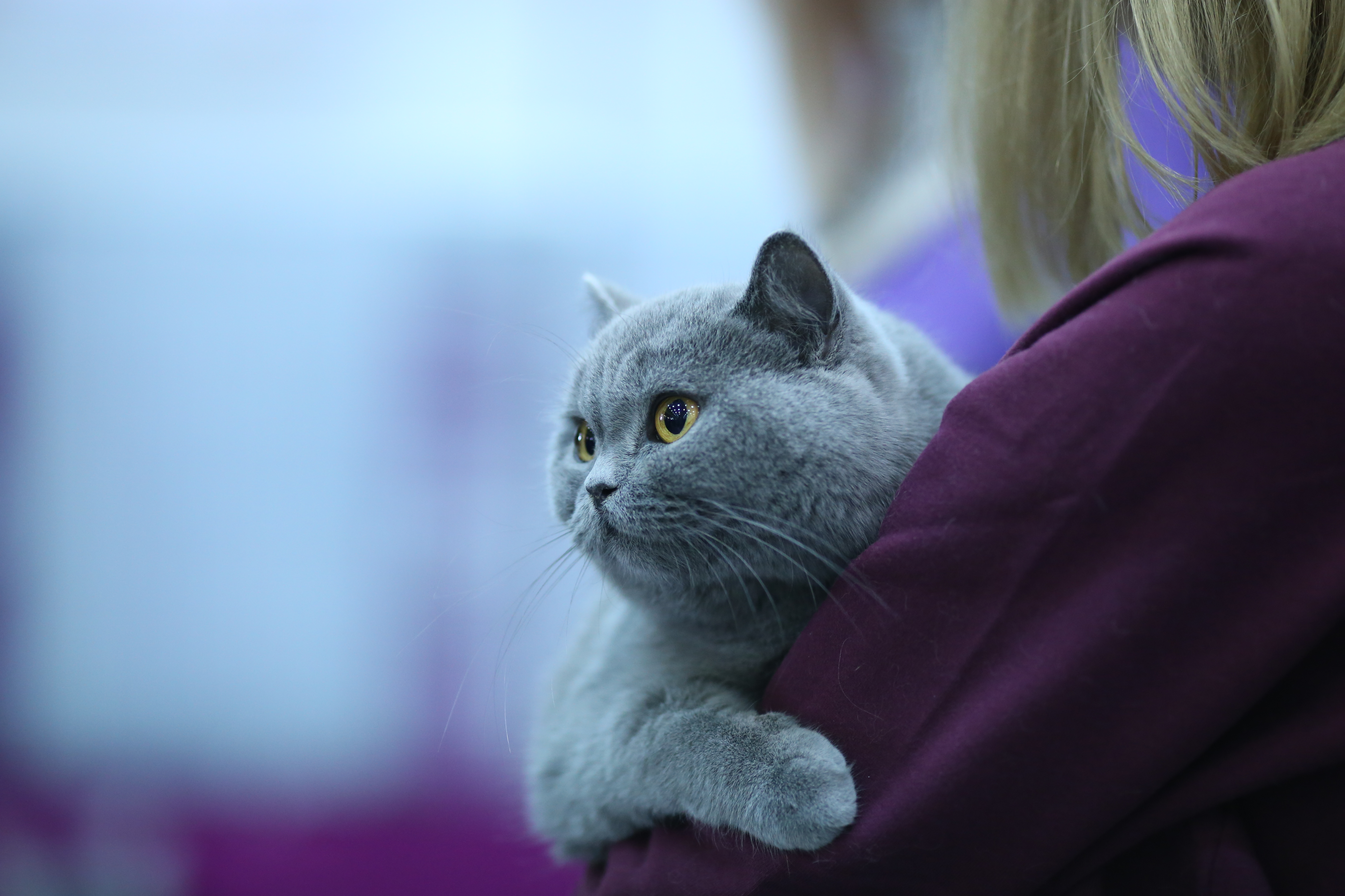 FOTO EXCLUSIV/ Expoziție de feline la Romexpo. Peste 250 de pisici de rasă din toată lumea vor putea fi admirate în acest weekend