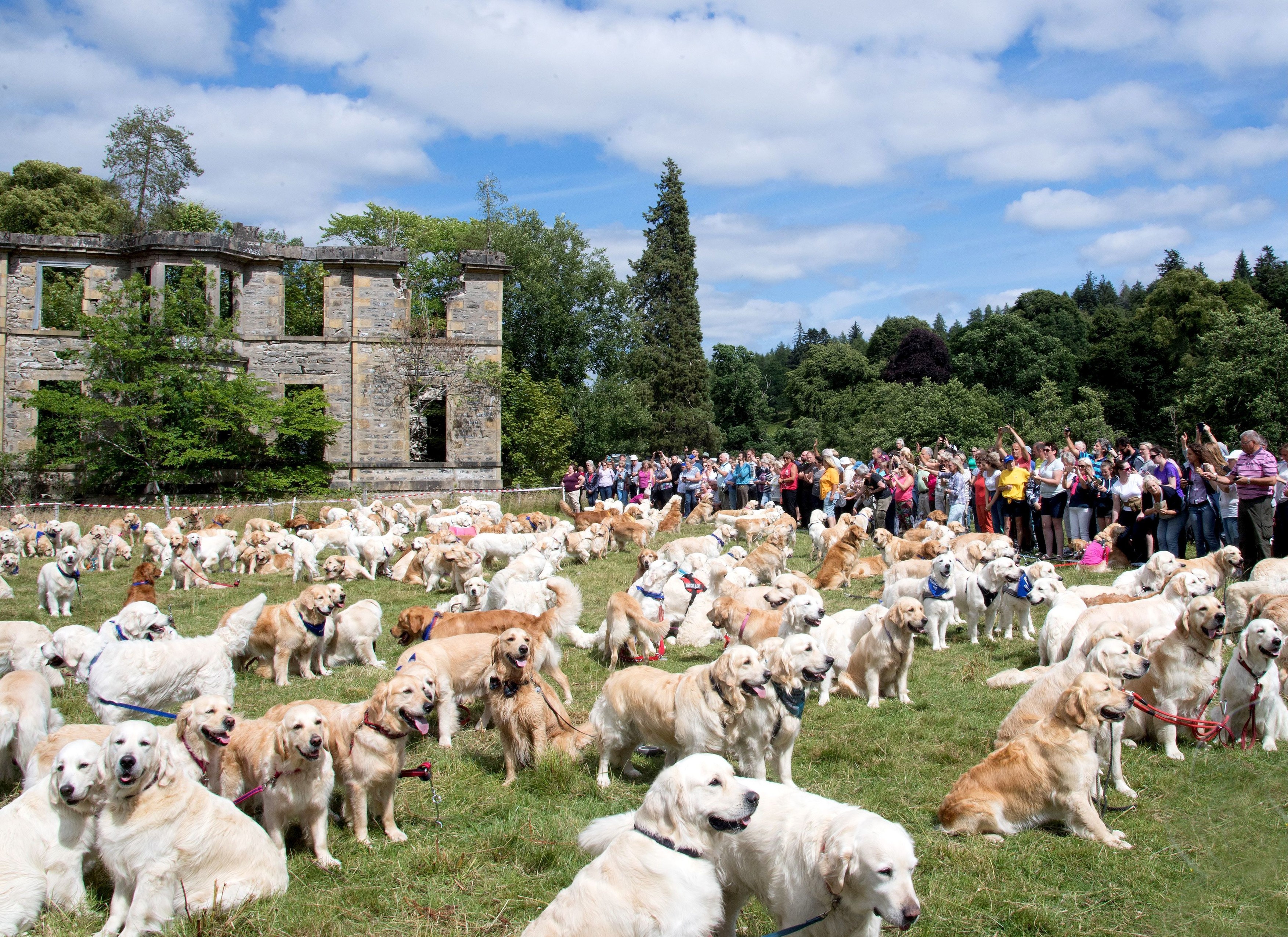 488 de câini Golden Retriever s-au întâlnit în Scoția. Au fost aduși din 12 țări pentru un eveniment special
