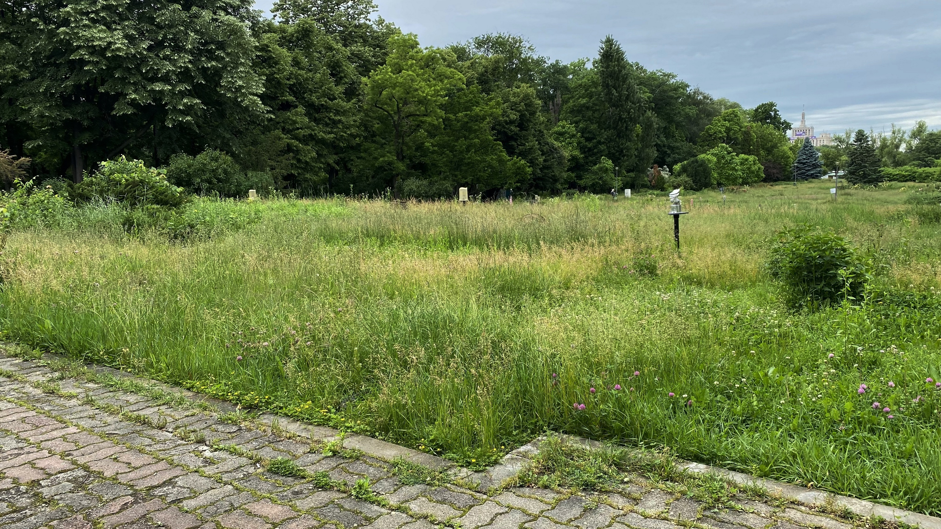 Degradarea continuă în parcurile din București. Insula Trandafirilor din Herăstrău, înghițită de buruieni