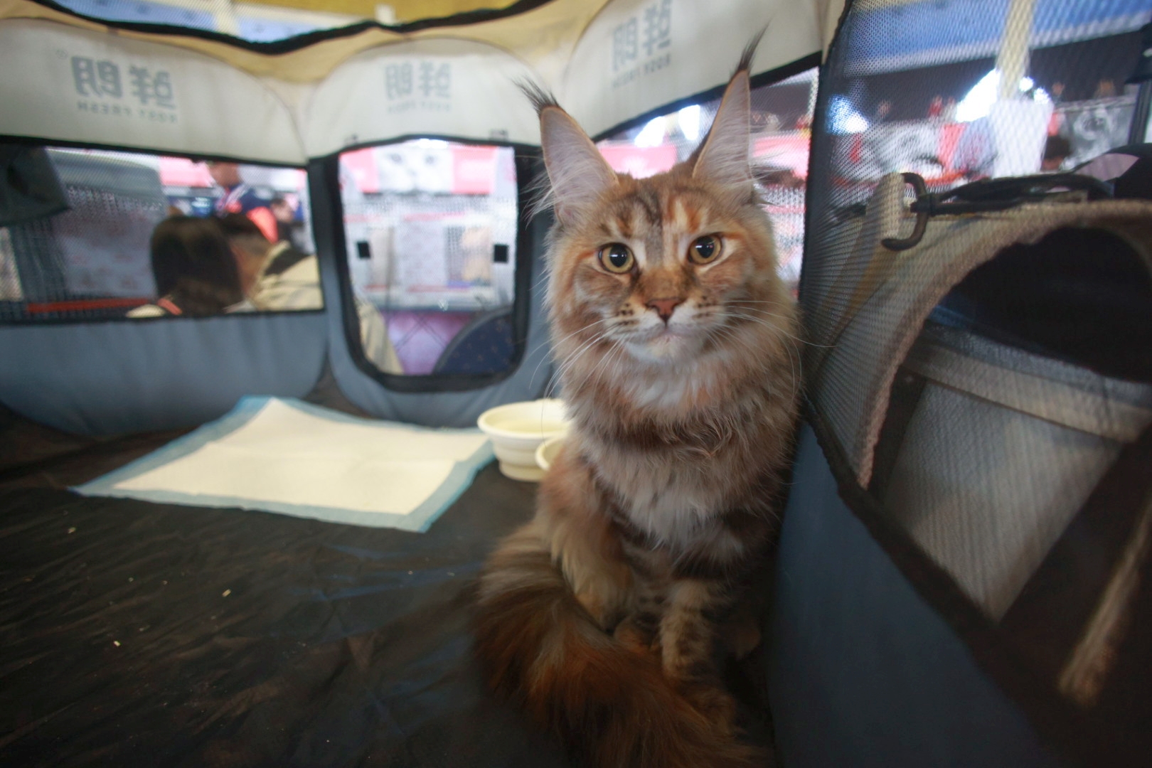 Libertatea a mers la Campionatul Mondial Felin. Bucureștiul, capitala mondială a pisicilor: peste 750 de feline din întreaga lume au strălucit la Romexpo