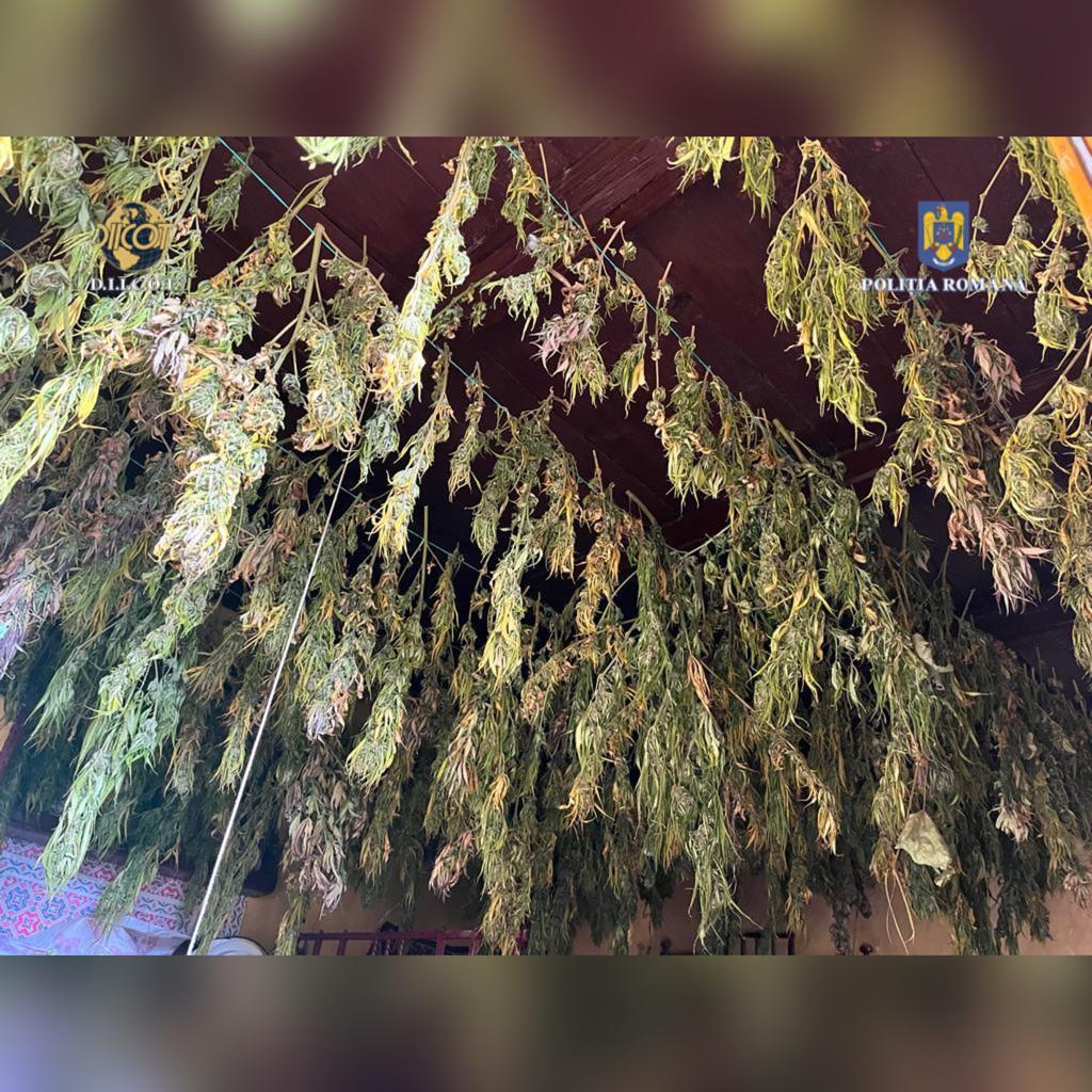 Aproape 1,3 tone de canabis au fost confiscate de DIICOT. Un inculpat, prins după ce s-au tras focuri de armă