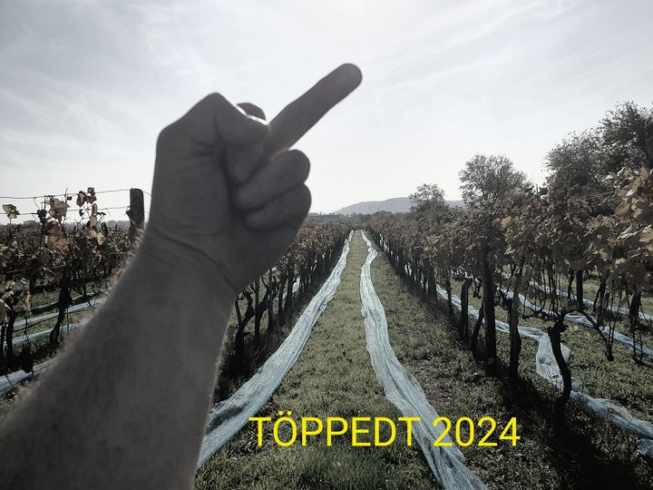 Szüretelni indult a balatonfüredi borász - nem hitt a szemének, amikor meglátta a birtokot