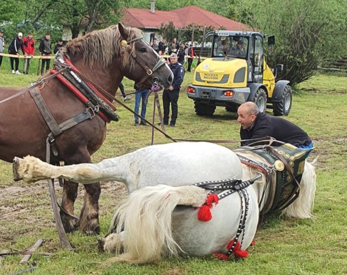 Povestea lui Falko, calul de tracțiune mort după un concurs de tras bușteanul. De ce proprietarul din România l-a revândut după trei zile