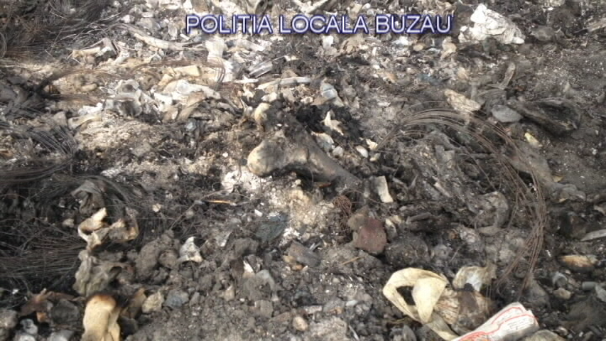 GALERIE FOTO| Descoperire macabră în Buzău. Un crescător de porci își hrănea animalele cu cadavre şi resturi animale
