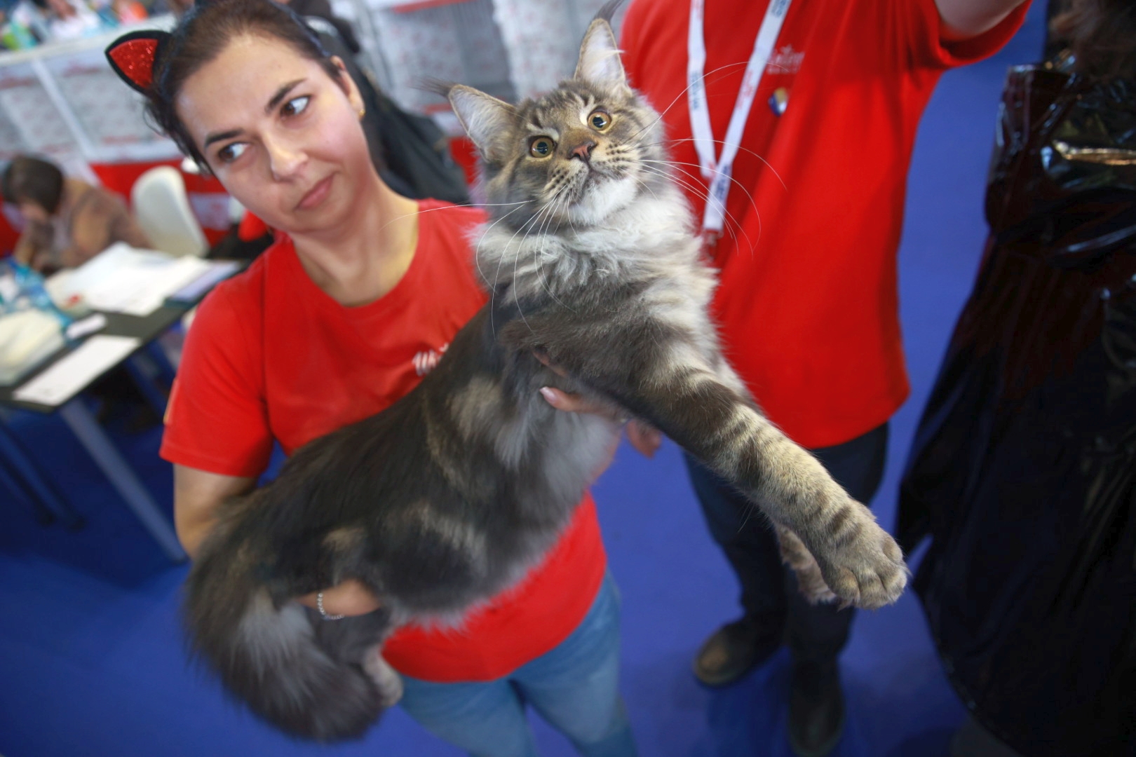 Libertatea a mers la Campionatul Mondial Felin. Bucureștiul, capitala mondială a pisicilor: peste 750 de feline din întreaga lume au strălucit la Romexpo