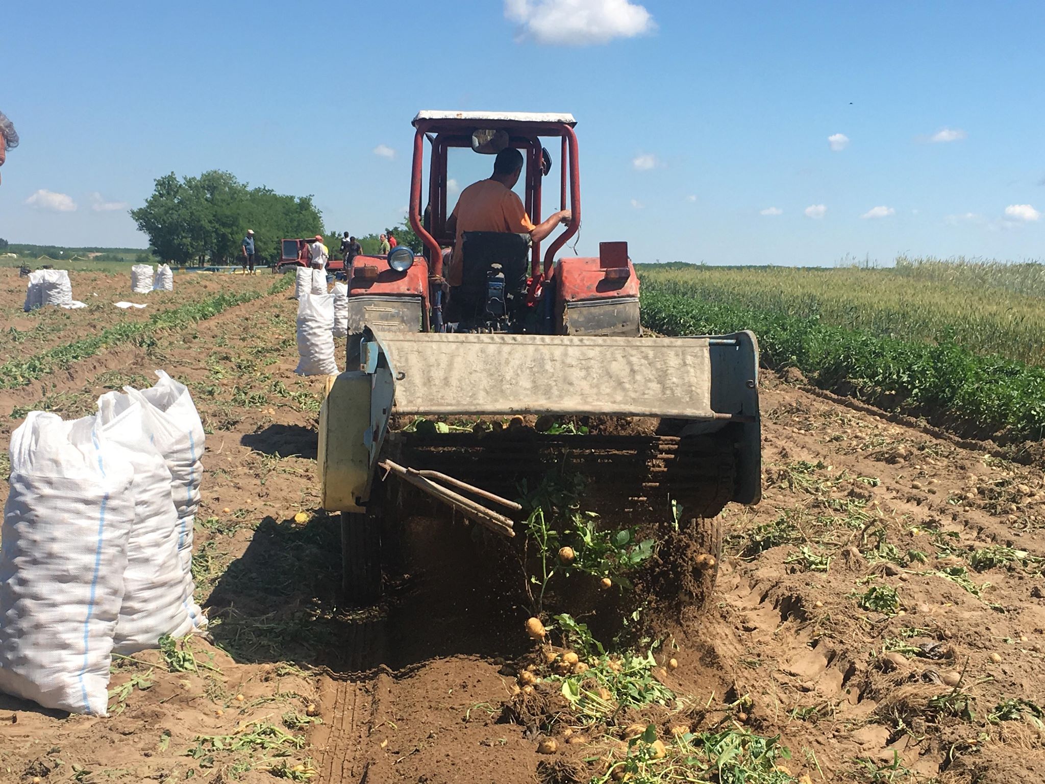 REPORTAJ/ Cartoful timpuriu din Călărași de Dolj a ajuns deja pe mesele europenilor. ”Producția noastră e mai mult decât bio, că băgăm bălegar”