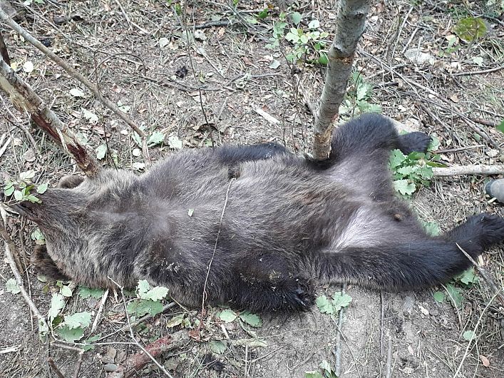 Un urs a fost prins în laț într-o pădure din Vrancea. A fost eliberat după ce i-a fost amputată o labă