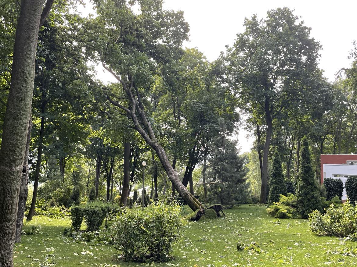 Cum arată Parcul Copou din Vaslui după ce a fost lovit de o furtună violentă. Copaci de 10 metri înălțime, smulși din rădăcină 
