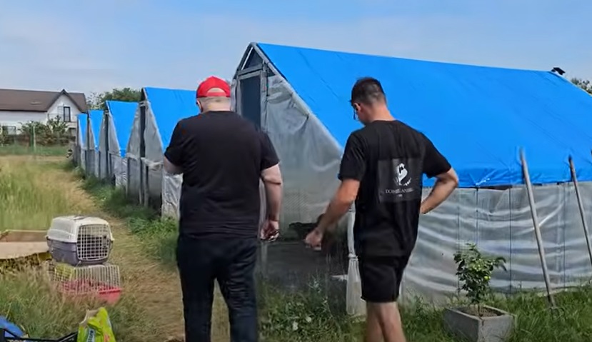 Imagini cu gospodăria lui Florin Călinescu de la Buftea. Are găini, porci, bibilici, dar și o grădină cu legume și o livadă