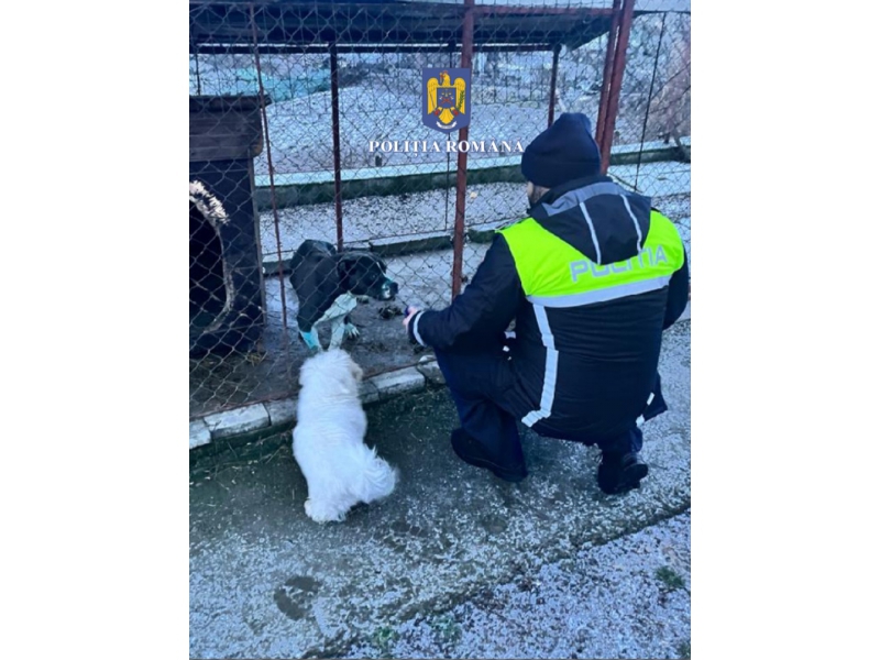 Un bărbat care organiza lupte de câini în Mureș și a tăiat urechile unuia dintre animale, amendat cu 8.000 de lei | FOTO