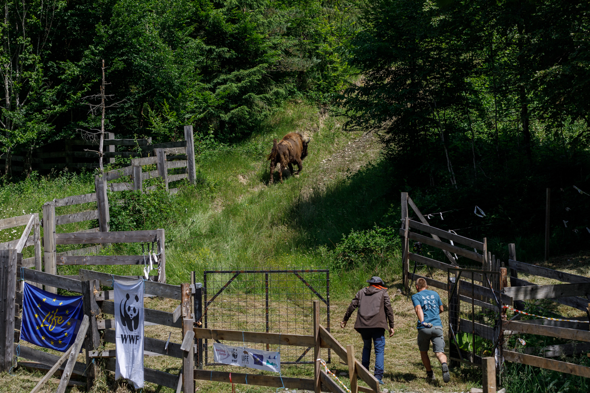 Zimbri românești cu părinți din Occident. Cum se reface populația în Carpați după 200 de ani. „La început, oamenii din zonă nu au fost așa bucuroși”