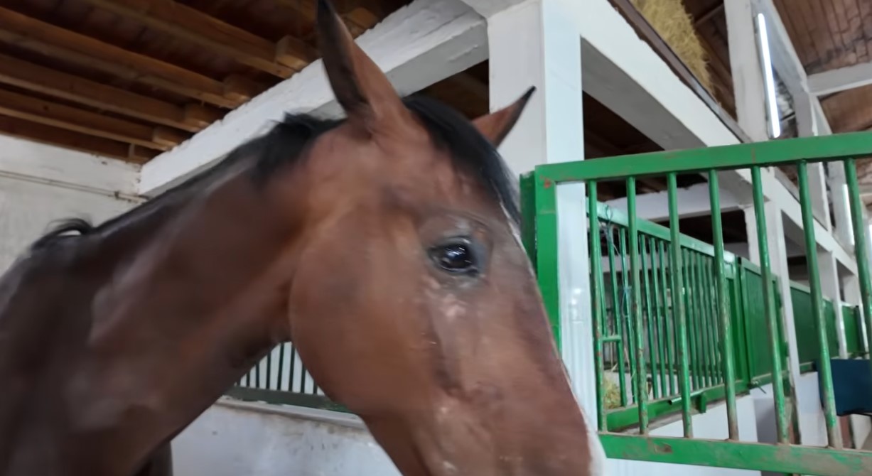 Imagini rare cu proprietatea lui Nuțu Cămătaru. Cum arată domeniul din Ferentari unde sunt crescuți cai și animale exotice