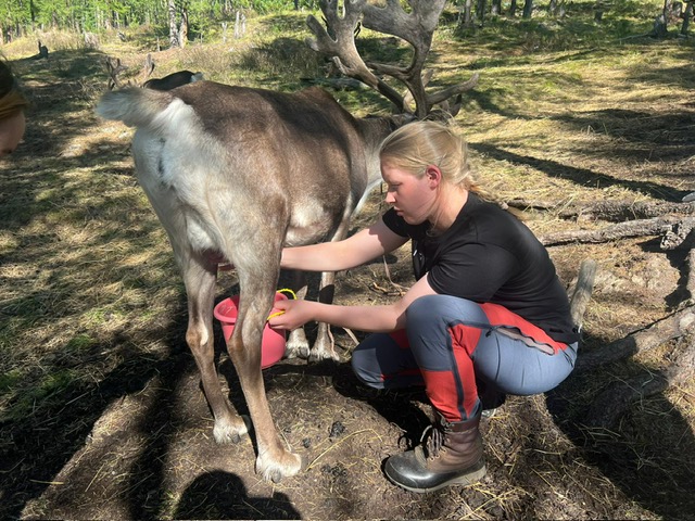 Milking a reindeer [InternationalCentre]